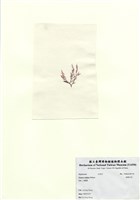 藏品(曲刺沙菜)的圖片
